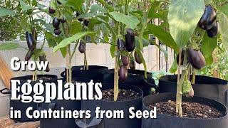 How to Grow Eggplants in Containers from Seed  Easy planting guide