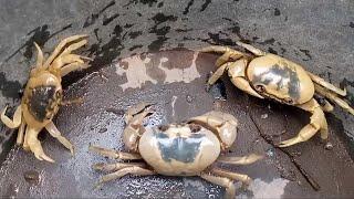 hunting cute animal crabs mencari dan menangkap kepiting Yuyu sawah