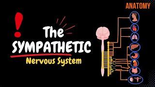 Sympathetic Nervous System EASY SCHEME