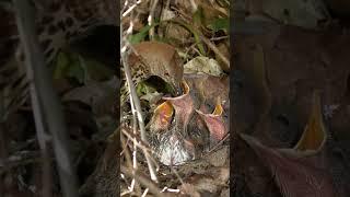 Brown Thrasher Feeding Chicks