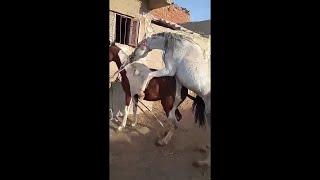 طريقه التزاوج ف الخيل Horse mating method