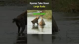 Hyenas Take Down Large Kudu