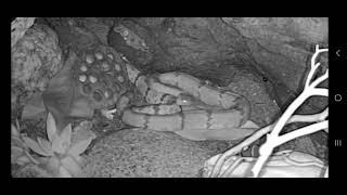 Rock Rattlesnakes Trying To Breed️