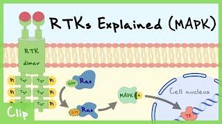 MAPK Pathway Of Receptor Tyrosine Kinase Explained  Clip