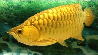 Multiple Most Beautiful Golden Arowana fish  Super Golden Arowana