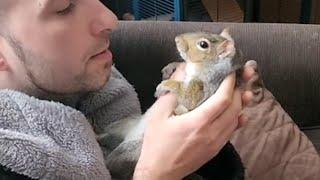 Rescue squirrel loves belly rubs from dad