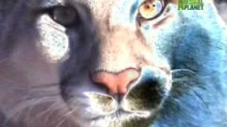 Natures Perfect Predators- Mountain Lion