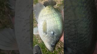 HUGE springtime crappie #Crappie #CrappieFishing #Bluegill #FishingReel