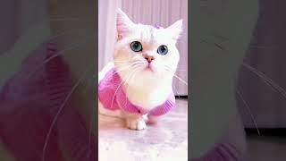 kucing lucu #shorts