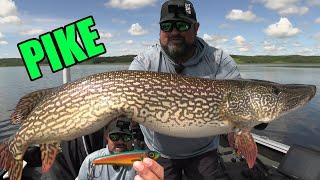 Fishing for BIG Pike with Glide Baits  BE BETTER