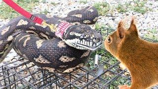 PYTHON WALKS ON LEASH Grabs and Eats a Wild Squirrel