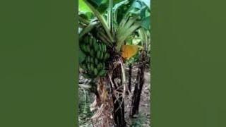 HEKTARAN KEBUN PISANG DI ARAB SAUDI #MAKKAH #MADINAH #shortsvideo