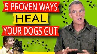 How to Improve Dogs Digestive System 5 Natural Ways To Heal Gut Health