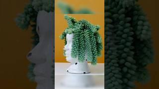 Indoor Burros Tail Plant #plantandplanting