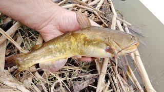 Using Worms to catch Bullhead Catfish from shore - see the bites