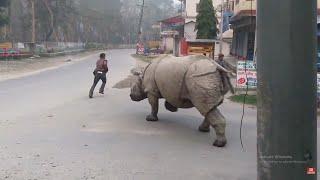 Rhino Attack on the street Rhino attack on the road jungle safari in Nepal Rhino attack villagers