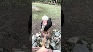 Satwa baru apalagi yang bisa kamu beri makan @royalsafari garden