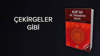 Allah İnsanları Hesap Günü Neden Çekirgelere Benzetiyor?