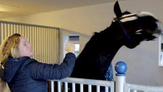 Pferd beißt und schnappt nach Menschen - Ariane Telgen hält dagegen Teil 12