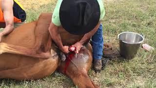 The Henderson Tool - The  Equine Castration Revolution for Some Horse Vets