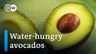 Portugals avocados Green gold or ecological nightmare?  DW Documentary