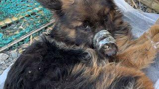 Puppy RescueDog Rescuekind-hearted person rescued an abandoned and critically ill German Shepherd.