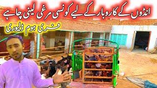 Andon k karobar k lye konsi Murgi leni Chaiay  Ali BhAi Poultry Farm Sargodha