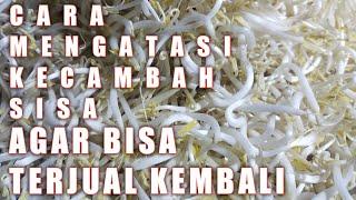 cara menyimpan kecambahtoge sisa agar bisa terjual kembali#kecambah