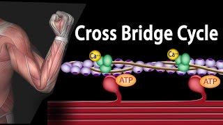 Muscle Contraction - Cross Bridge Cycle Animation.