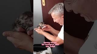 si belang belajar melek  funny video  baby cat  cat  kucing  anak kucing  #shorts