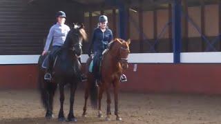 QueenUniek Pas de deux Friesian and KWPN horse  Friesian Horses