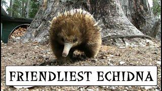 Friendliest Echidna