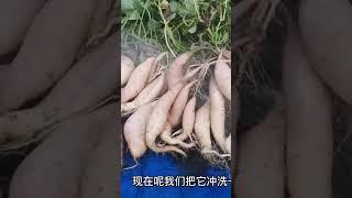 4根枝条能种出多少白薯？#shorts