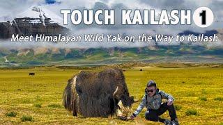 My 2nd adventure to Touch Mt. Kailash Meet Wild Yak Cook Egg at the highest hot spring