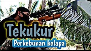 Berburu tekukur spot perkebunan kelapa