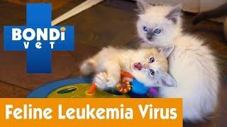How To Protect Your Cat From Feline Leukemia Virus  Pet Health