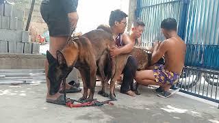 GENTLE GIANT BM DOG BUMBLEE STRIKE AGAIN AT STA MARIA PANGASINAN