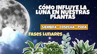 COMO SEMBRAR COSECHAR Y PODAR CON LA LUNA  Las fases lunares y su influencia sobre las plantas