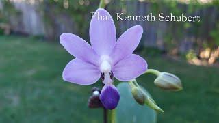 Sophies Garden 香甜的蓝紫色蝴蝶兰 Phal. Kenneth Schubert