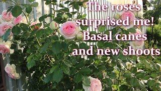 What are basal shoots in roses. How to stimulate the growth of rose basal shoots   Alexas Garden