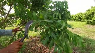 Longan pruning practice