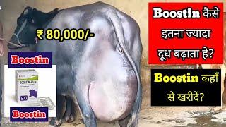 Boostin कैसे इतना ज्यादा दूध बढ़ाता है? Boostin कहाँ से खरीदें? कीमत क्या है? #boostin #injection