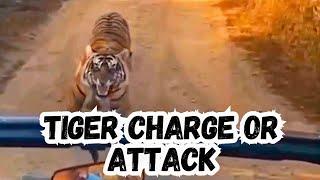 Tigers Threatening Behavior Mock Charging Gypsies Ranthambore Safari