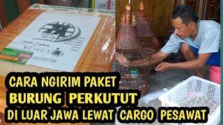 cara ngirim paket burung perkutut pati tujuan kalimatan chargo pesawat terbang