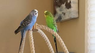 Kiwi and Pixel enjoy playing on their cages and speaking birdish to each other