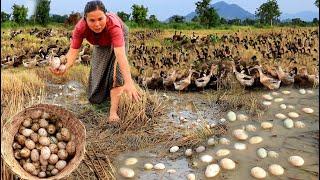 survival in the rainforest - find lots of egg duck & cook for dog with woman - Eating delicious HD