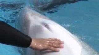 Video Dolphin Erection Training - Delphinophile Gallery.mpg