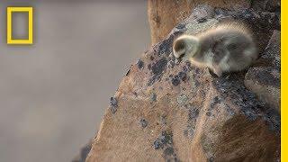 Arctic Geese Chicks Jump Off Cliff to Survive  Hostile Planet