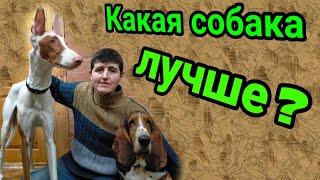 Какая собака лучше - поденко ибиценко или бассет- хаунд ?Who is better - basset or podenco .