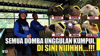 Domba unggulan  Dorper Suffolk Texel Garut Merino & Van Rooy ada di Bahagia Farm Indramayu